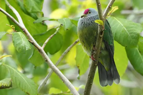 Henderson Fruit Dove