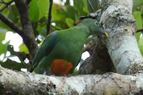 Orange-bellied Fruit Dove