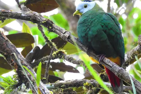 Black-naped Fruit Dove