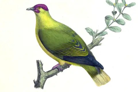 Red-moustached Fruit Dove