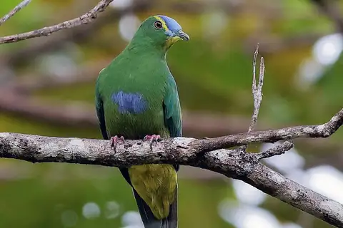 Blue-capped Fruit Dove