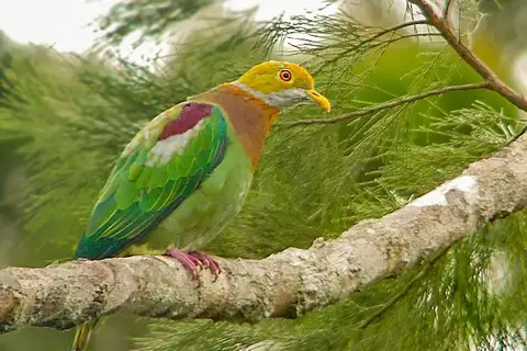 Ornate Fruit Dove