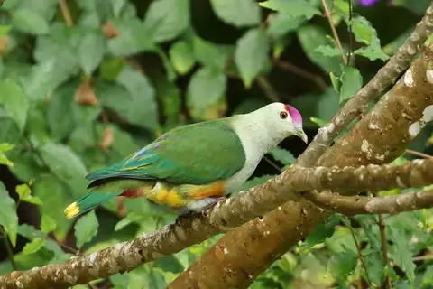Palau Fruit Dove
