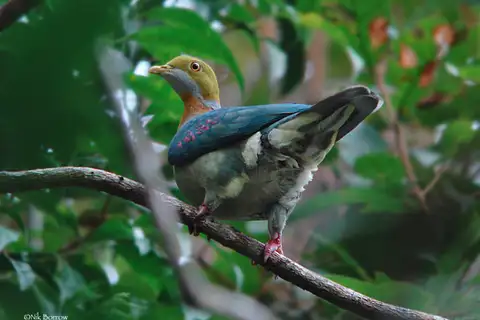 Pink-spotted Fruit Dove