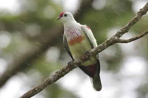 Many-colored Fruit Dove