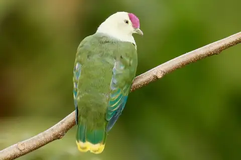 Crimson-crowned Fruit Dove