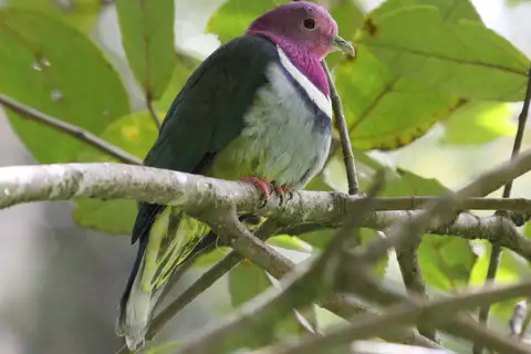 Pink-headed Fruit Dove