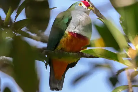 Beautiful Fruit Dove