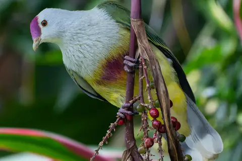 Lilac-crowned Fruit Dove
