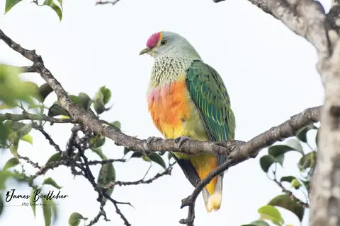 Rose-crowned Fruit Dove
