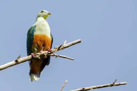 Silver-capped Fruit Dove