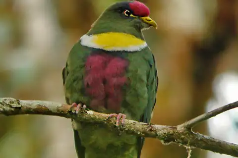 White-bibbed Fruit Dove