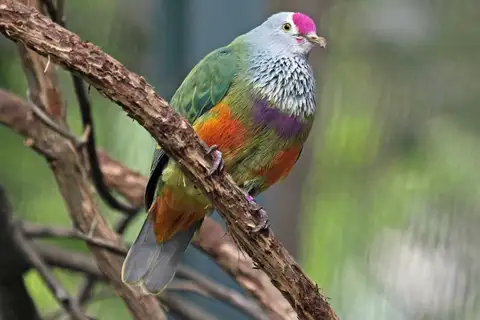 Mariana Fruit Dove