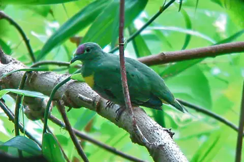 Yellow-bibbed Fruit Dove