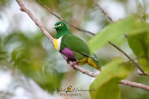 Geelvink Fruit Dove