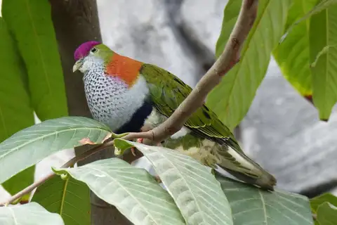 Superb Fruit Dove