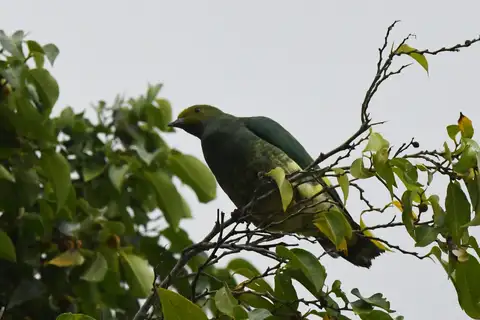 Tanna Fruit Dove