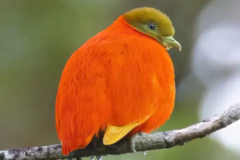 Orange Dove
