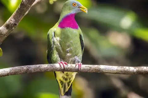 Claret-breasted Fruit Dove