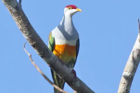 Wallace's Fruit Dove
