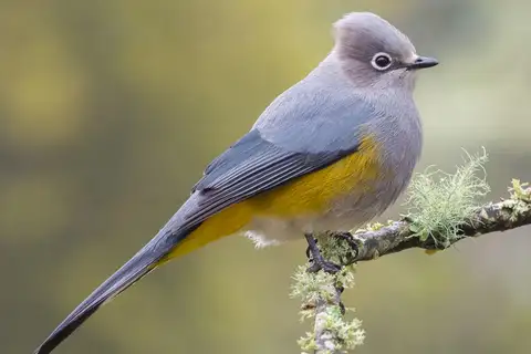 Grey Silky-flycatcher
