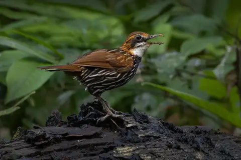 Falcated Wren-Babbler