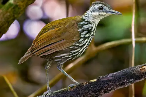 Bornean Wren-Babbler