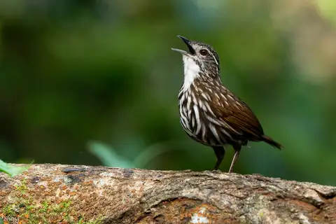 Striated Wren-Babbler