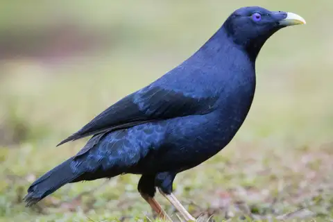 Satin Bowerbird