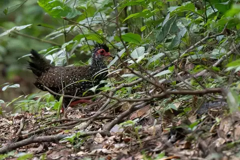 Nahan's Partridge