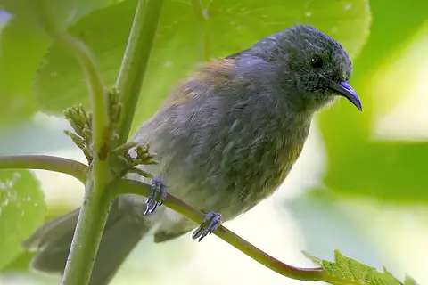 Rufous-sided Honeyeater