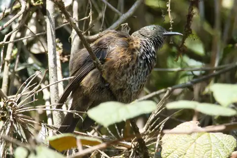 Rufous-backed Honeyeater