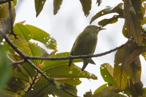 Yellowish-streaked Honeyeater