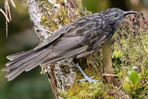 Grey-streaked Honeyeater