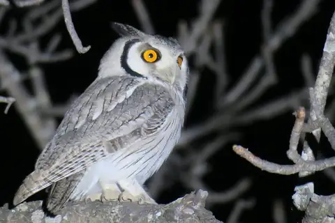 Southern White-faced Owl