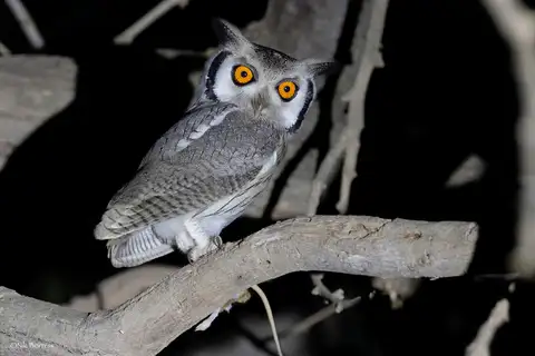 Northern White-faced Owl