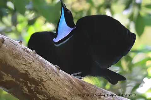 Magnificent Riflebird