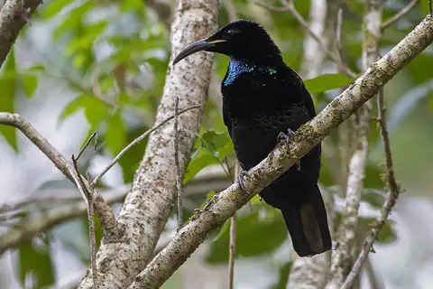 Paradise Riflebird