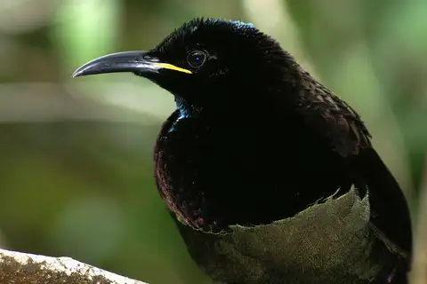 Victoria's Riflebird
