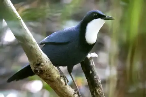 Blue Jewel-babbler