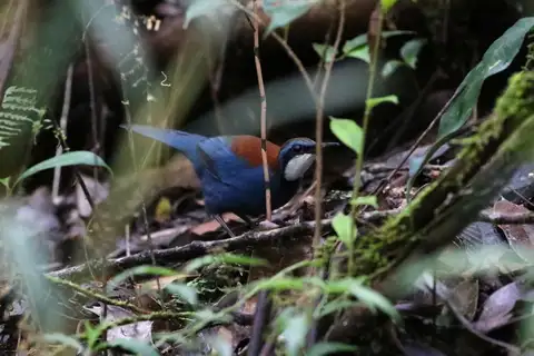 Chestnut-backed Jewel-babbler