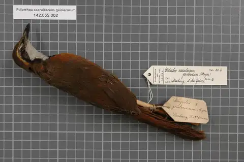 Brown-headed Jewel-babbler