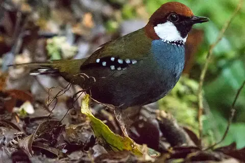 Spotted Jewel-babbler