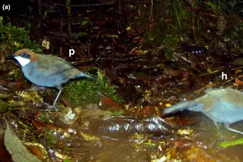 Hooded Jewel-babbler