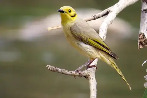 Yellow-tinted Honeyeater