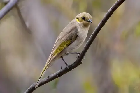 Fuscous Honeyeater