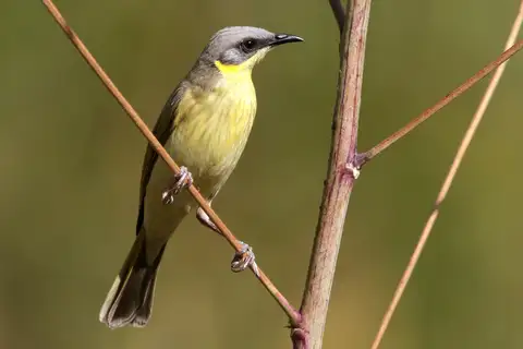 Grey-headed Honeyeater