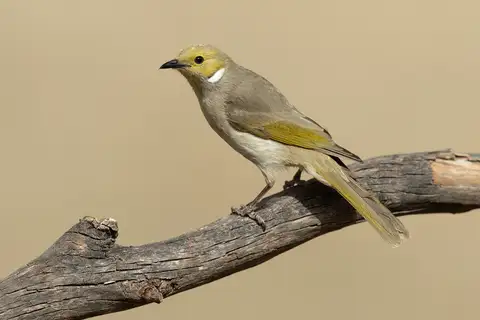 White-plumed Honeyeater