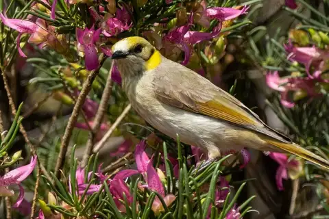 Grey-fronted Honeyeater
