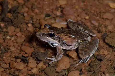Anchieta's Ridged Frog